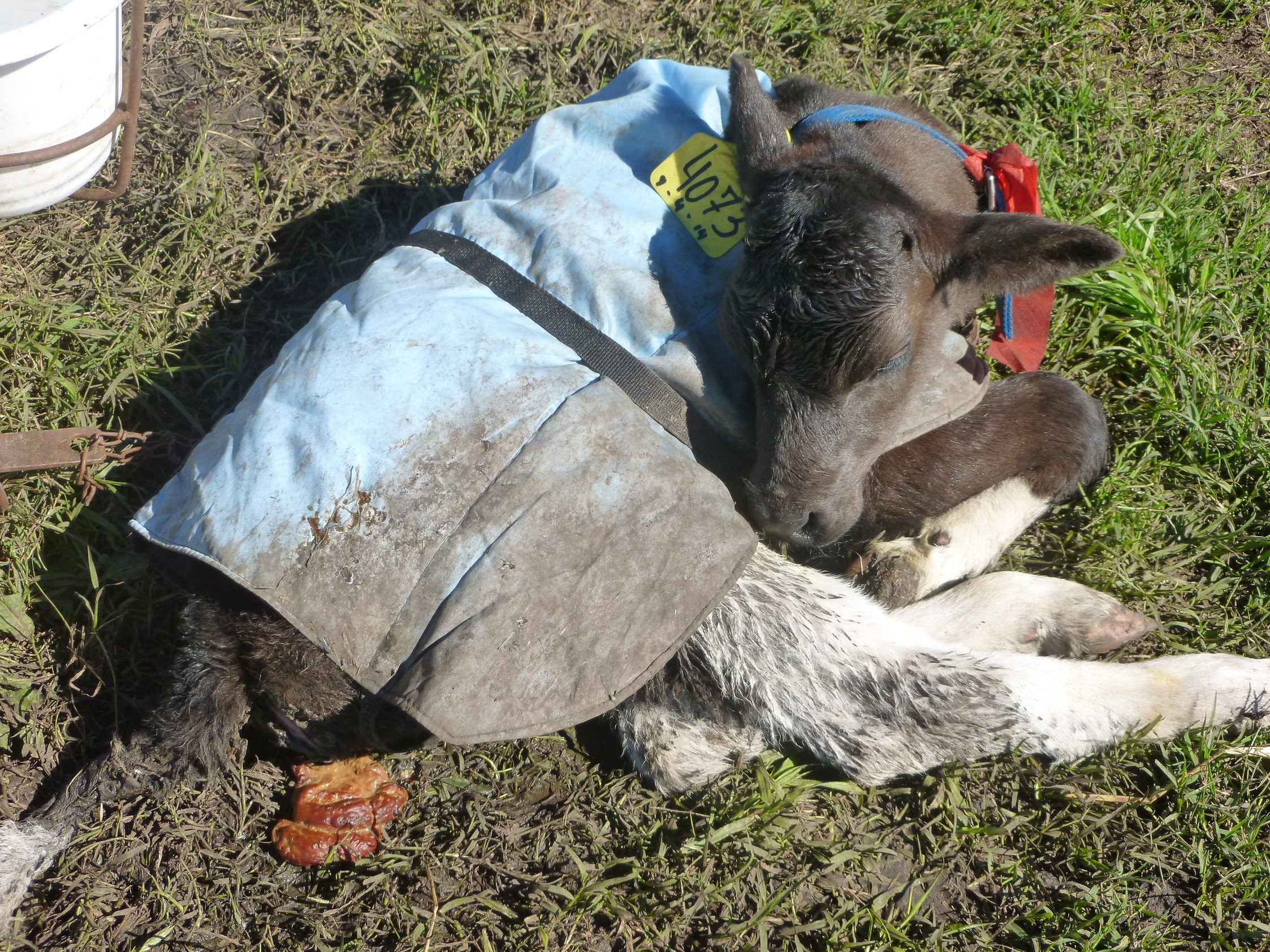 Scours in calves which are the main pathogens behind?